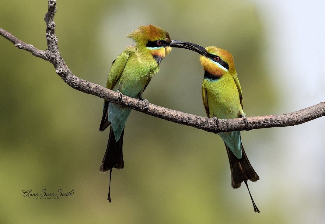 A pair of rainbow bee-eaters sharing a branch