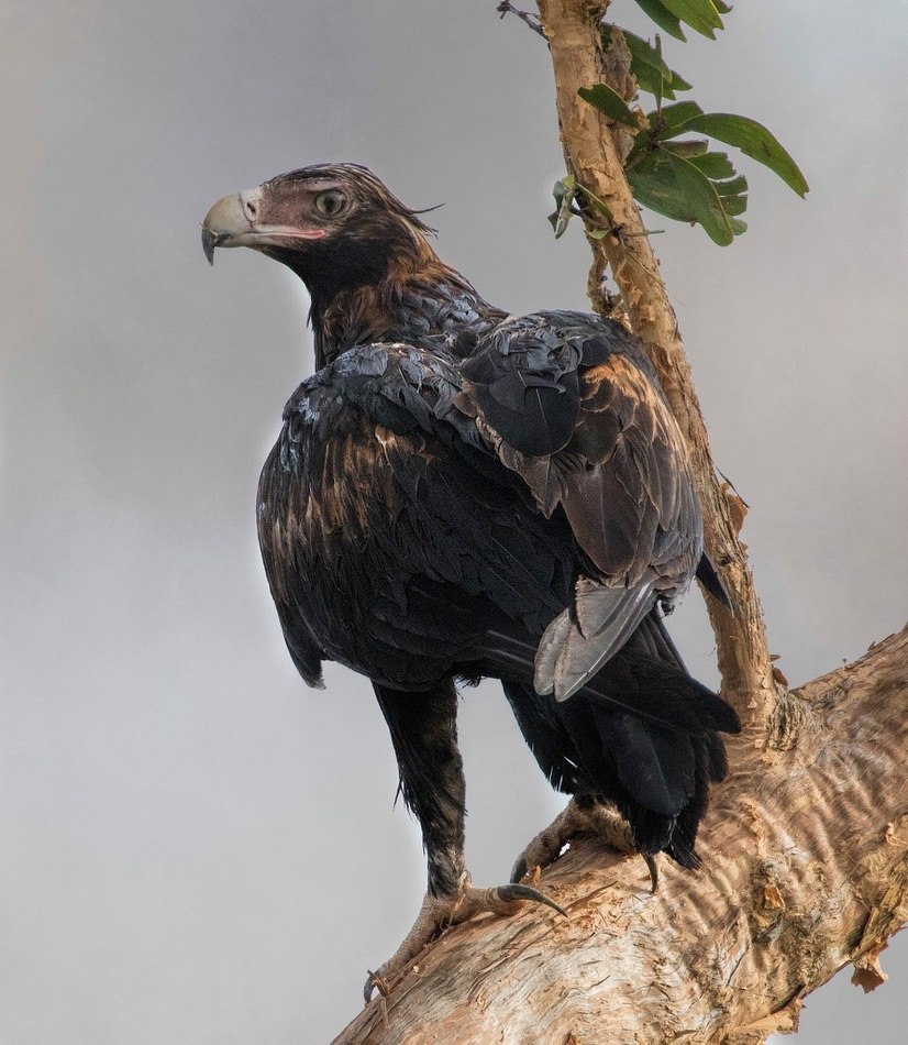 Wedge-tailed eagle perched on a paperbark branch