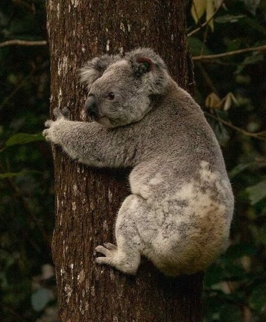 Koala looking at the camera from a tree trunk