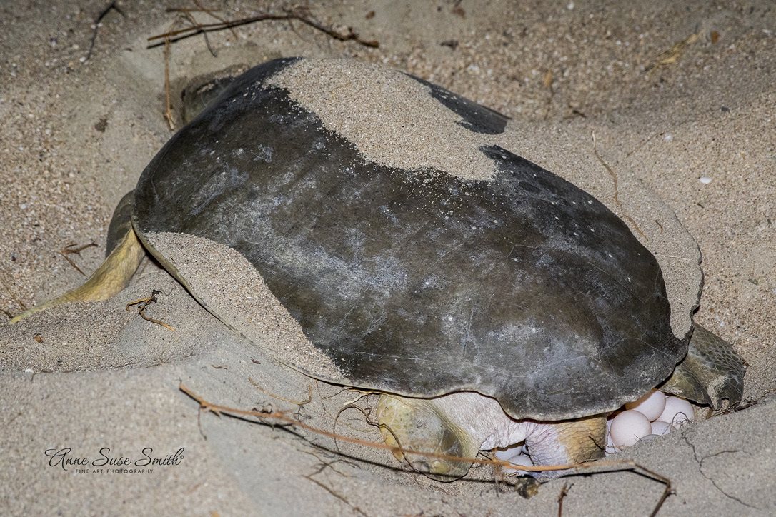 Sea turtle laying eggs in beach sand at night